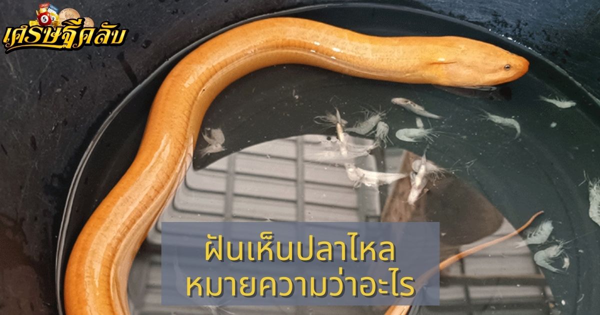 ฝันเห็นปลาไหล