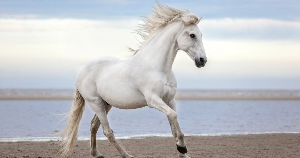 ฝันเห็นม้าสีขาว