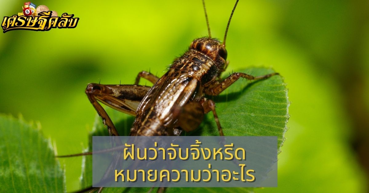 ฝันว่าจับจิ้งหรีด