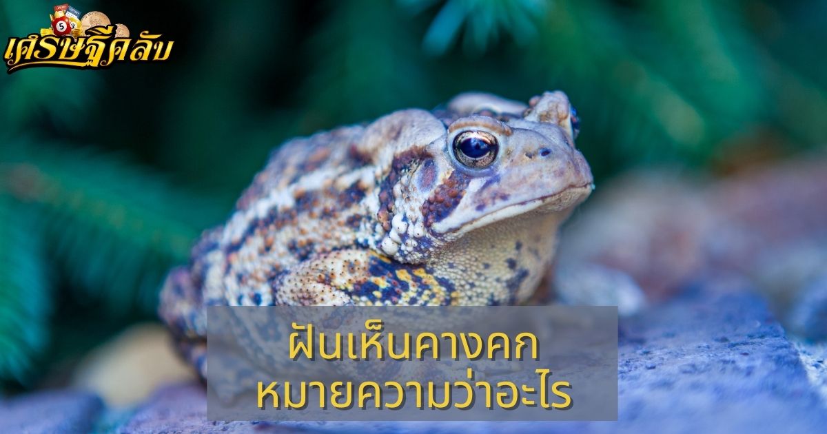 ฝันเห็นคางคก