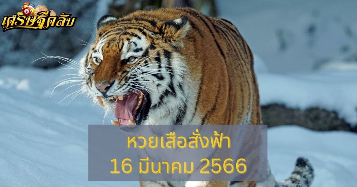 หวยเสือสั่งฟ้า 16 มีนาคม 66