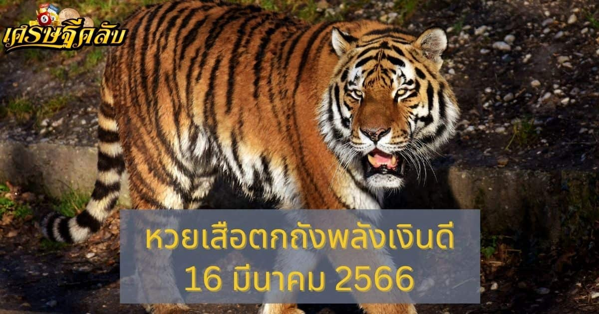 หวยเสือตกถังพลังเงินดี 16 มีนาคม 66