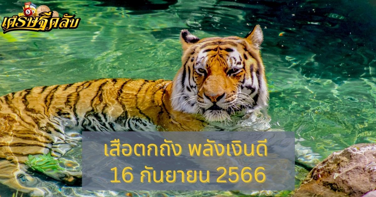 เสือตกถัง พลังเงินดี 16 กันยายน 2566